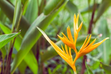 Cennet çiçeğinin klasik kuşu, yeşil yapraklı helikonya çiçeği.