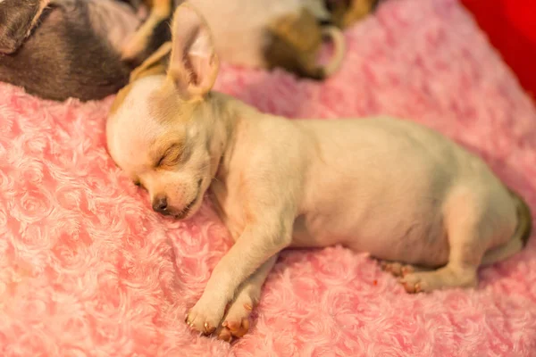 Baby Chihuahua Schläft Natur — Stockfoto