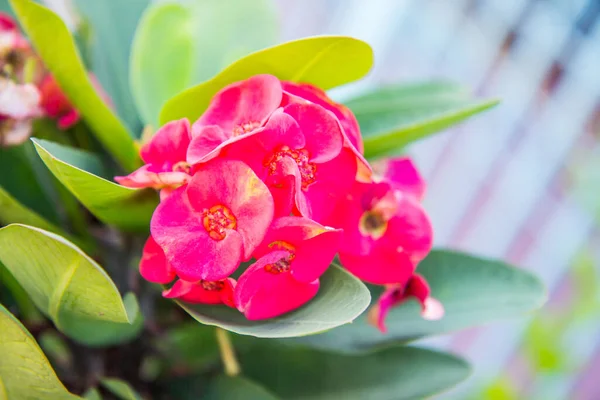 Coroa Vermelha Flores Espinhos Euphorbia Milli Desmoul Flor — Fotografia de Stock