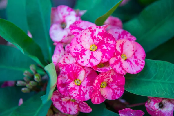 Coroa Rosa Flores Espinhos Euphorbia Milli Desmoul Flor — Fotografia de Stock