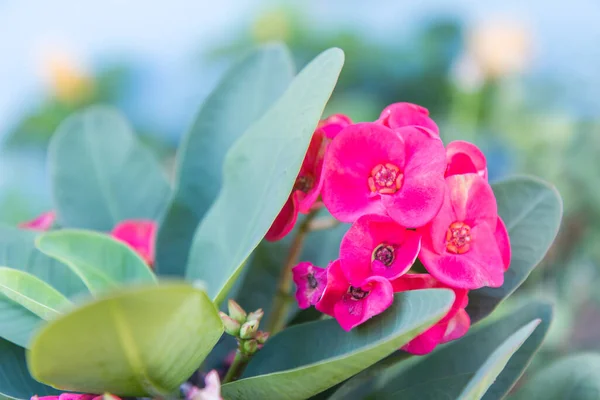 Coroa Espinhos Flores Euphorbia Milli Desmoul Flor — Fotografia de Stock