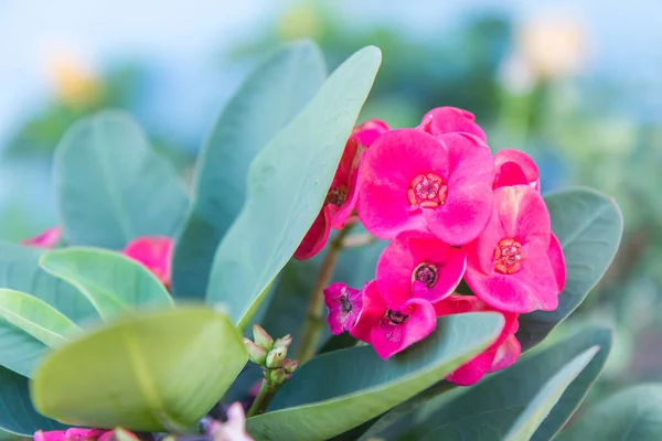 Coroa Espinhos Flores Euphorbia Milli Desmoul Flor — Fotografia de Stock