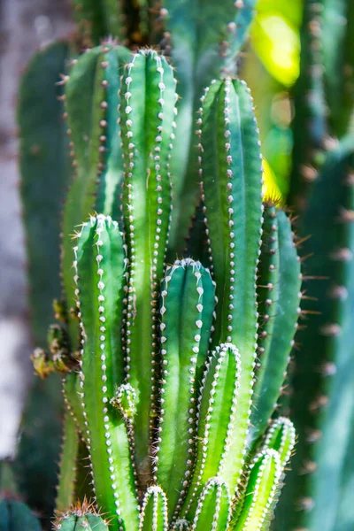 Green Cactus Budding Nature Grow — Stock Photo, Image