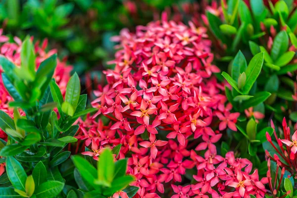 Jardim Flores Vermelhas Ixora — Fotografia de Stock