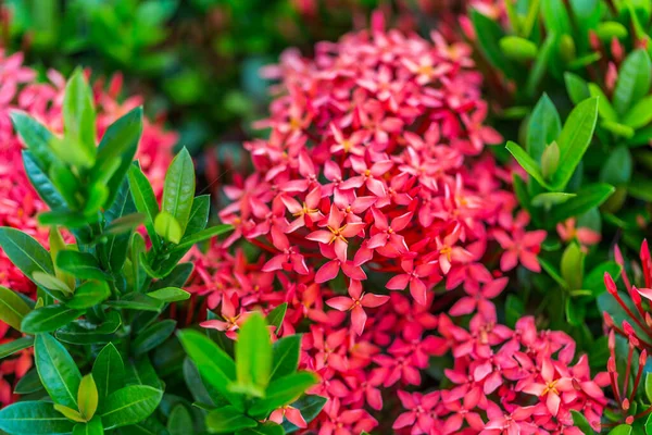 Jardim Flores Vermelhas Ixora — Fotografia de Stock