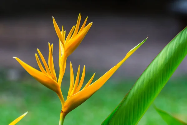 Cennet Kuşu Çiçeği Yeşil Yapraklı Helikonya Çiçeği — Stok fotoğraf
