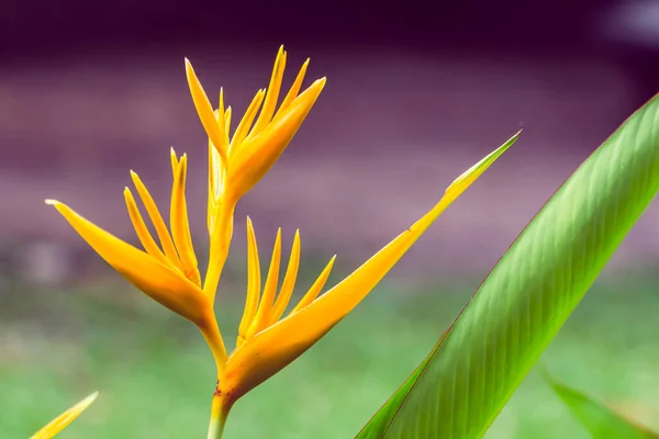 Cennet Çiçeğinin Klasik Kuşu Yeşil Yapraklı Helikonya Çiçeği — Stok fotoğraf