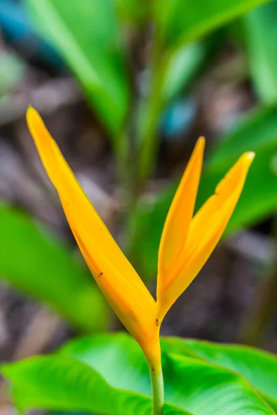 Pták Rajského Květu Heliconia Květ Zeleným Listem — Stock fotografie