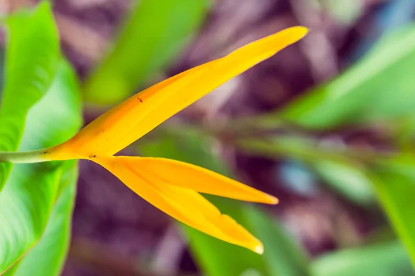 Vintage Fågel Paradisblomma Heliconia Blomma Med Gröna Blad — Stockfoto