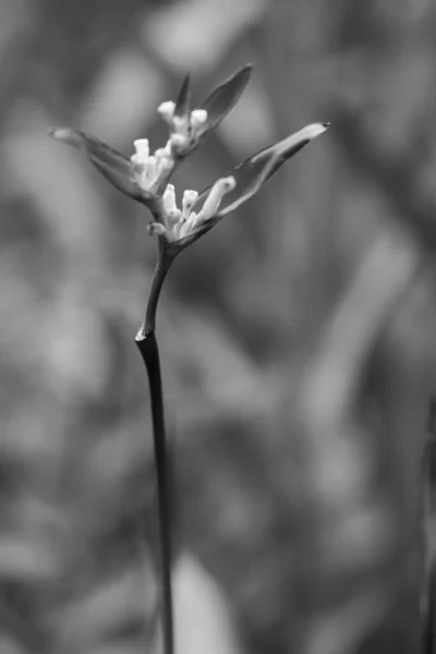 Fågel Paradisblomma Heliconia Blomma Med Gröna Blad — Stockfoto