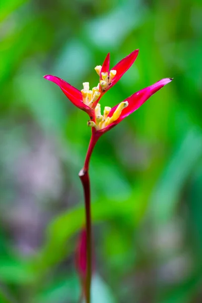 Cennet Kuşu Çiçeği Yeşil Yapraklı Helikonya Çiçeği — Stok fotoğraf