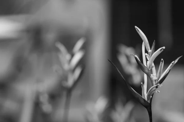 Птах Райської Квітки Квітка Геліонії Зеленим Листям — стокове фото