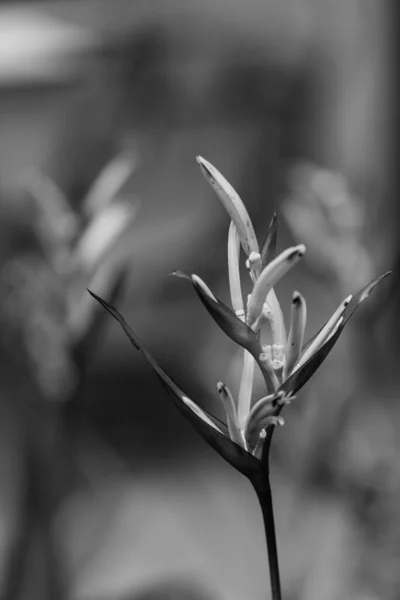 Fågel Paradisblomma Heliconia Blomma Med Gröna Blad — Stockfoto