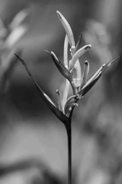 Pássaro Paraíso Flor Flor Heliconia Com Folha Verde — Fotografia de Stock