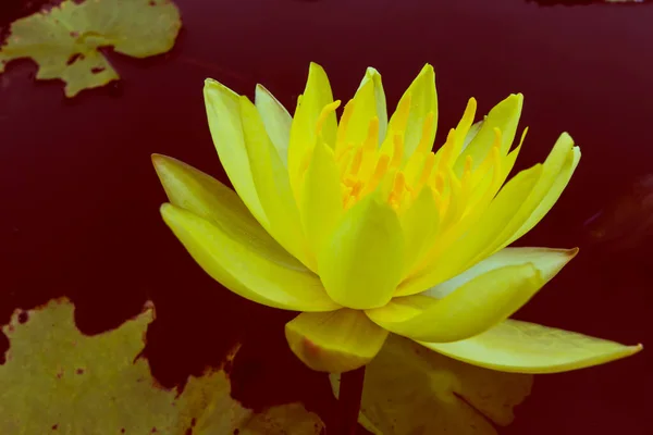 Vintage Güzel Sarı Nilüfer Çiçekleri Gölette — Stok fotoğraf
