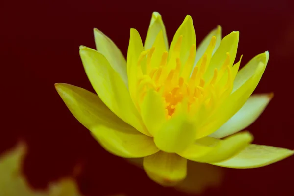 Vintage Schöne Gelbe Seerose Lotus Teich — Stockfoto