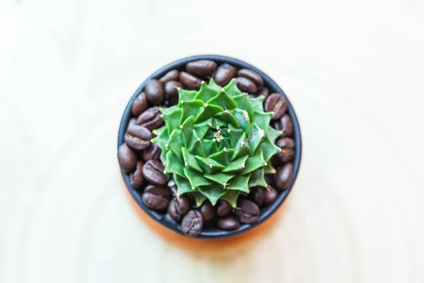 Kleiner Kaktus Blumentöpfen Mit Kaffeebohnen Natur — Stockfoto