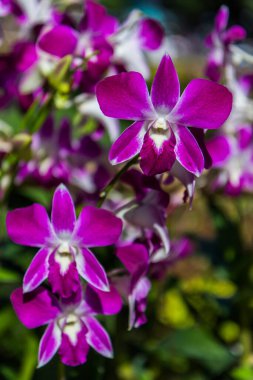 Mor orkide çiçekleri, doğa.