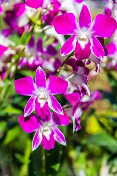 Purple Orchid Flowers Nature — Stock Photo, Image