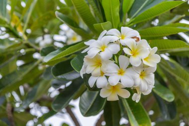 Plumeria 'nın ya da Plumeria ağacının üzerindeki Frangipani çiçeklerinin yakınına.