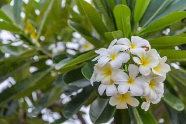 Plumeria 'nın ya da Plumeria ağacının üzerindeki Frangipani çiçeklerinin yakınına.