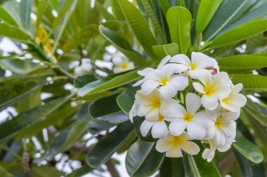 Plumeria 'nın ya da Plumeria ağacının üzerindeki Frangipani çiçeklerinin yakınına.