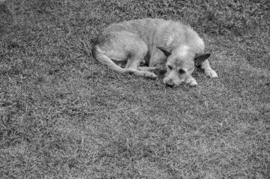 Üzgün köpek çimenlerde dinleniyor, yemek bekliyor.
