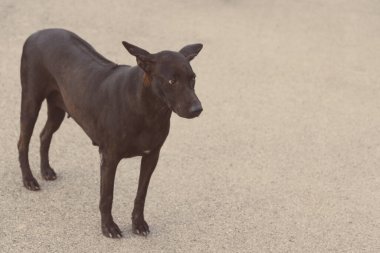 Sokakta yalnız köpek, Doğa