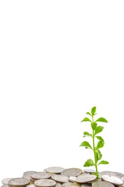 Bozuk para üzerinde büyüyen ağaçlar, para