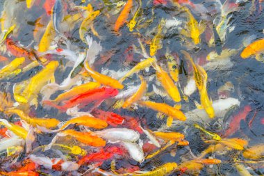 Renkli Koi balığının arka planı, Doğa