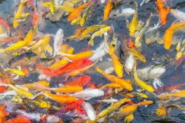 Renkli Koi balığının arka planı, Doğa