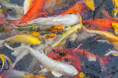 Renkli Koi balığının arka planı, Doğa