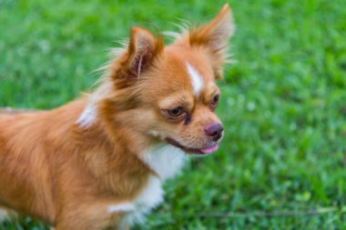 Uzun saçlı chihuahua otların üzerinde yatıyor, Dog