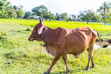 Tayland 'da pirinç çiftliğinde inek.