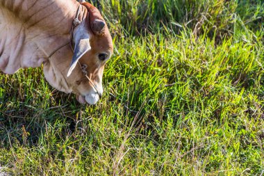 Tayland 'da pirinç tarlasında inek yemek.