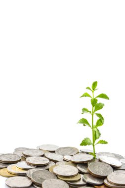 Bozuk para üzerinde büyüyen ağaçlar, para