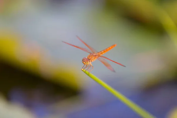 Dragonfly Perched Tree Bokeh — Stock Photo, Image