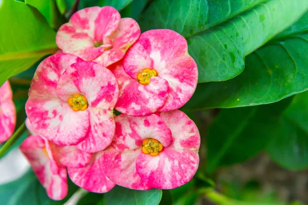 とげのある花の冠 ユーフォルビア デスモル — ストック写真