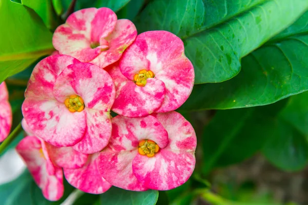 とげのある花の冠 ユーフォルビア デスモル — ストック写真