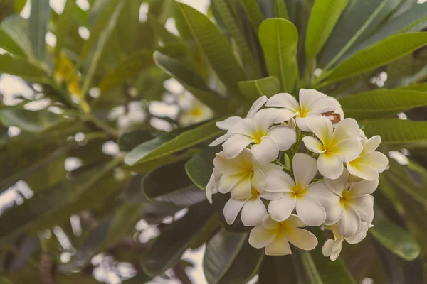 Primo Piano Fiori Plumeria Frangipani Sull Albero Plumeria — Foto Stock