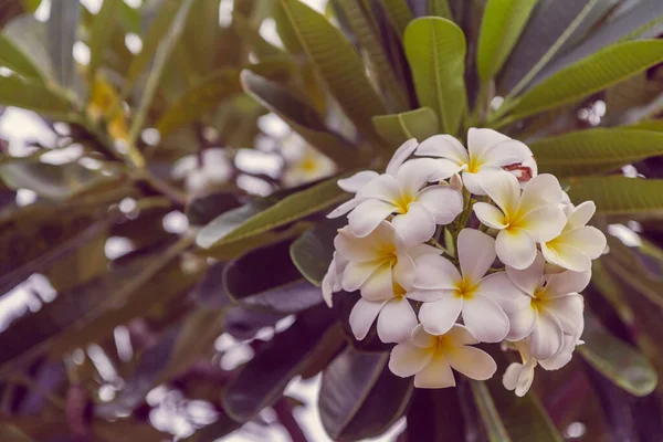 Primo Piano Fiori Plumeria Frangipani Sull Albero Plumeria — Foto Stock