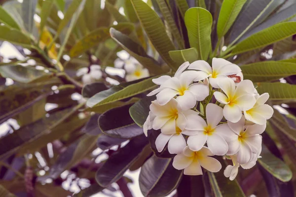 Primo Piano Fiori Plumeria Frangipani Sull Albero Plumeria — Foto Stock