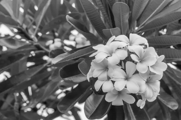 Primo Piano Fiori Plumeria Frangipani Sull Albero Plumeria — Foto Stock