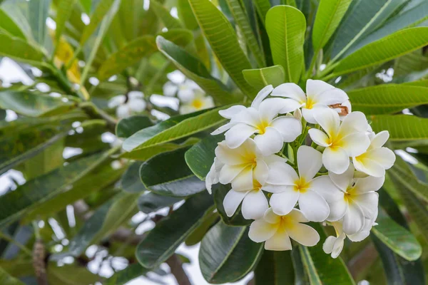 水仙花或金银花在水仙花树上的特写 — 图库照片