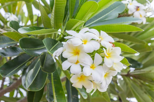 水仙花或金银花在水仙花树上的特写 — 图库照片