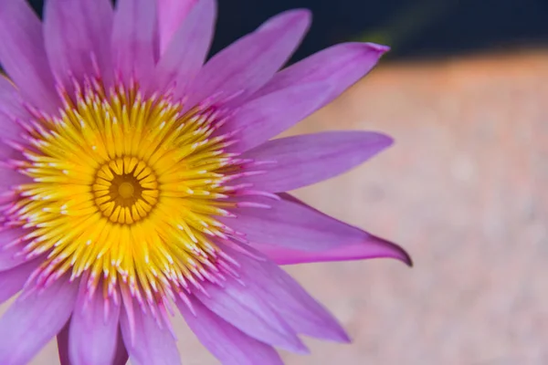 Рожева Квітка Лотоса Фон Природи — стокове фото