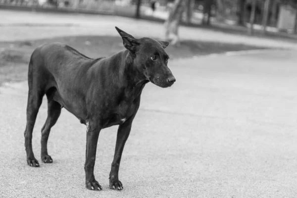 Sokakta Yalnız Köpek Doğa — Stok fotoğraf