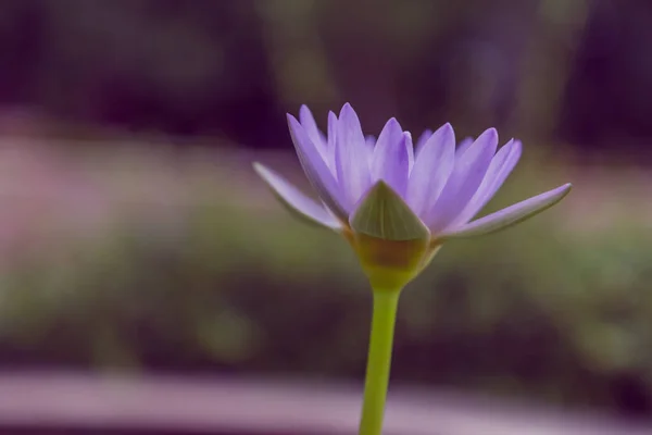 Lotusblomst Vandlilje Natur - Stock-foto