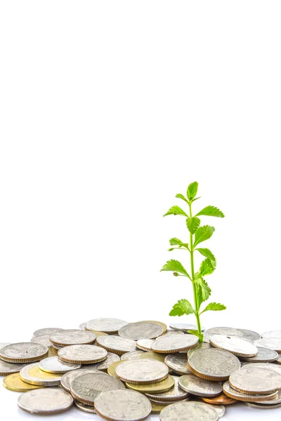 Árboles Creciendo Monedas Dinero — Foto de Stock