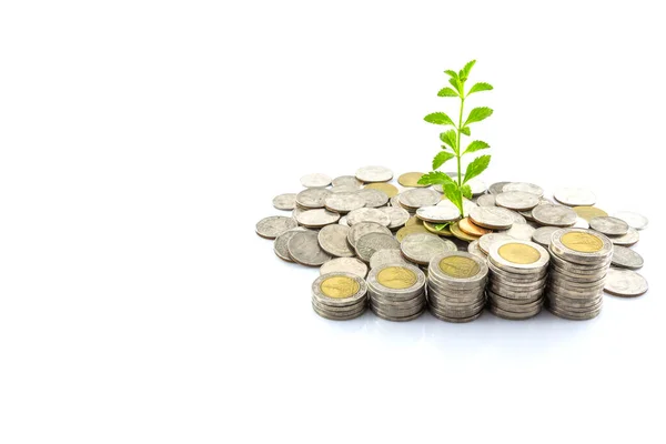 Árboles Creciendo Monedas Dinero — Foto de Stock